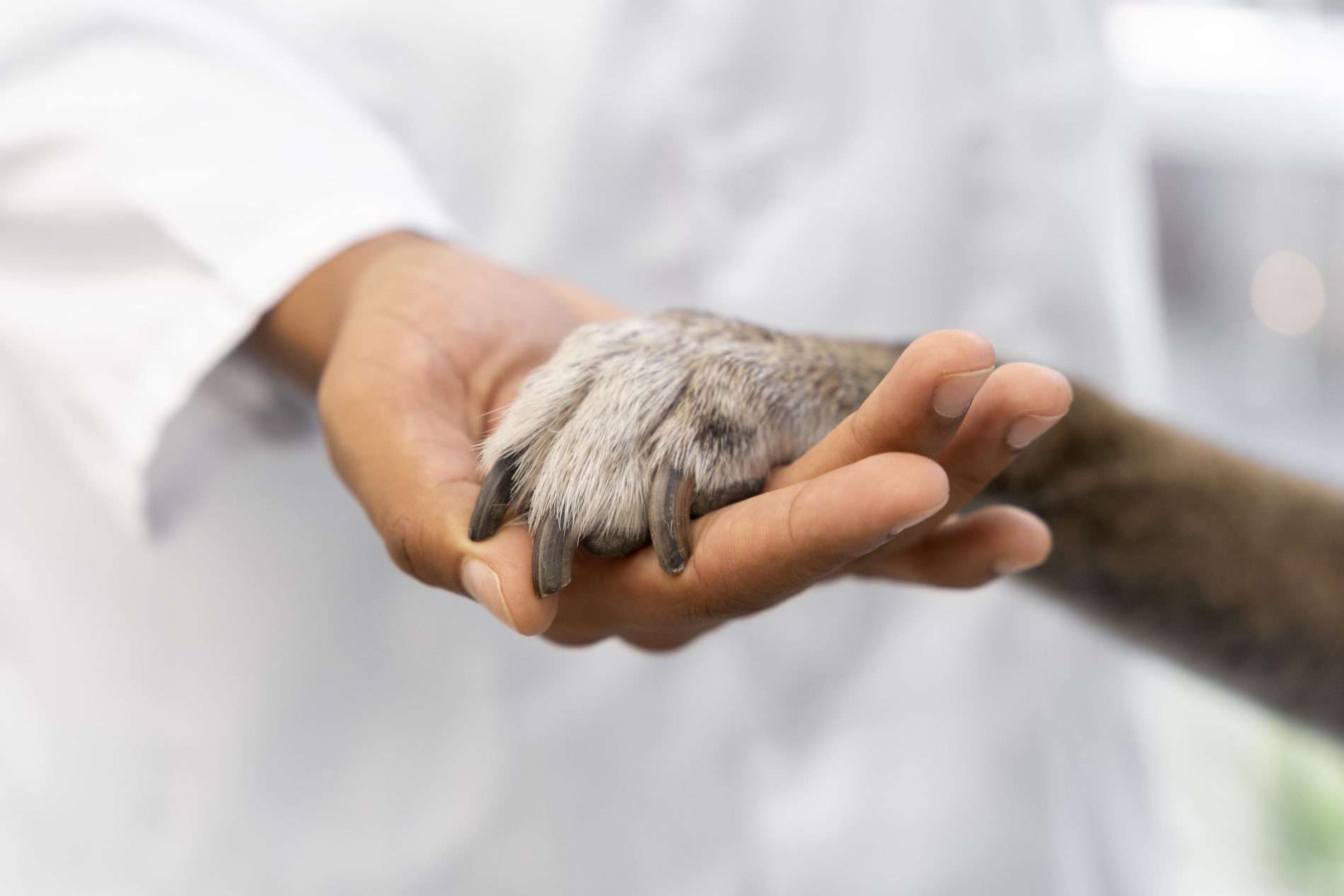 Clínica veterinària La Granja